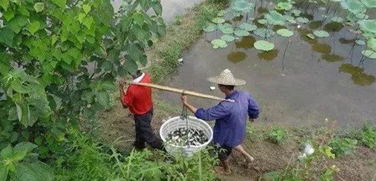 30多億噸畜禽養(yǎng)殖糞污必須要處理，三大商業(yè)模式隱藏千億級(jí)財(cái)富！